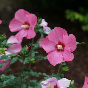 Paraplu Rouge Hibiscus - Rose of Sharon - Proven Winners - 4" pot