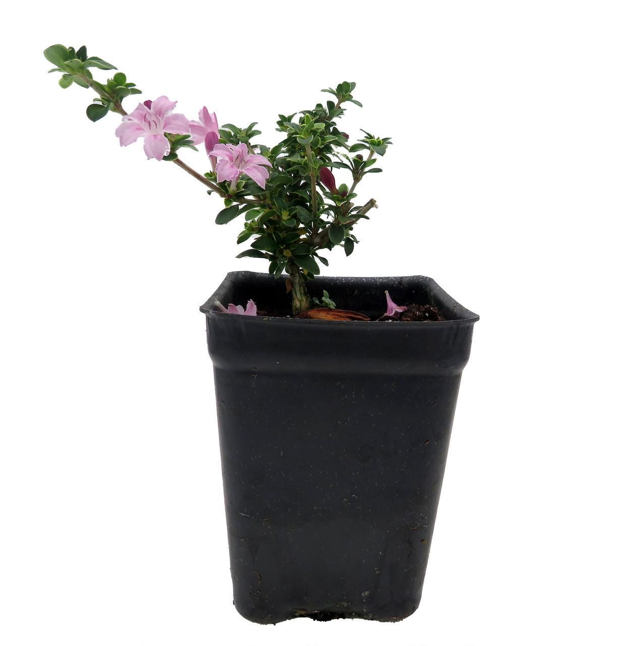 Sakura Bonsai Tree - Etsy