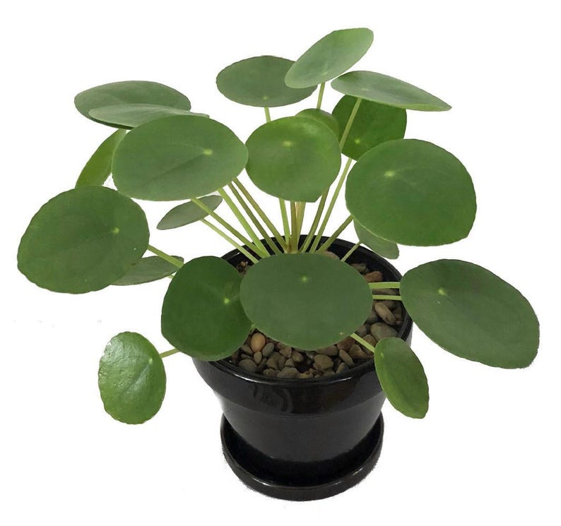 Hirt's Gardens Chinese Money Plant