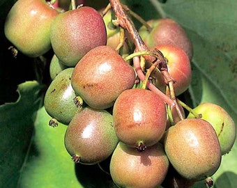 2 Hardy Kiwi Plants - Actinidia - Geneva and Meader - 2.5" Pot