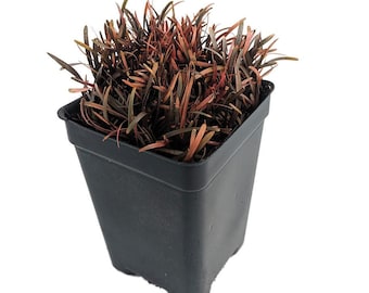 Chocolate Sedge Grass - Carex berggrenii - 2.5" Pot - Fairy Garden