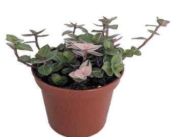 Bolivian Pink Jewel -Turtle Vine - Inch Plant - Callisia Repens Var. - 3.7" Pot