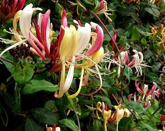Serotina Belgica Honeysuckle Vine - Late Dutch - Lonicera - 2.5&quot; Pot - Fragrant