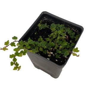 Mini Oakleaf Creeping Fig - Ficus quercifolia -Terrarium/Fairy Garden - 2.5" Pot