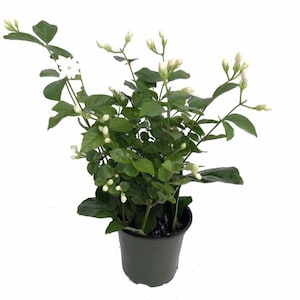 Ohio Grown Arabian Tea Jasmine Plant - Maid of Orleans - 4" Pot