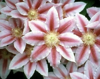 Bees Jubilee Clematis Vine - Pink & Red Blooms - 2.5" Pot