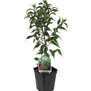Mini Lucie Weeping Fig Tree - 2.5" Pot - House Plant or Bonsai