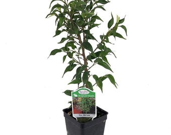 Mini Lucie Weeping Fig Tree - 2.5" Pot - House Plant or Bonsai