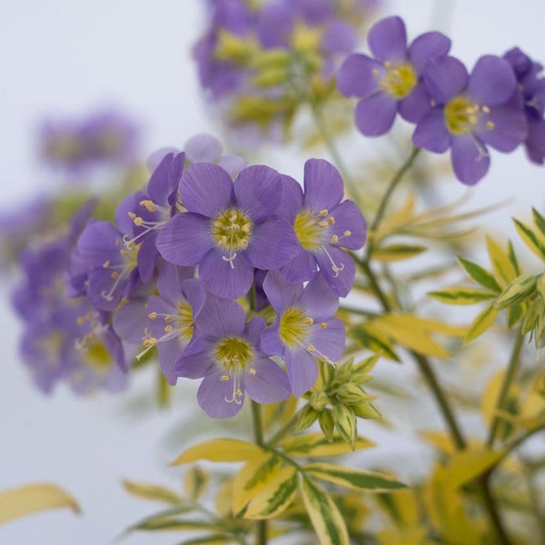 Golden Feathers Jacob's Ladder - Polemonium - Shade Perennial - 2.5" Pot