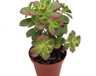 Kiwi Verde Succulent Tree - Aeonium - Succulent - 2.5" Pot Grown by Hirt's Gardens
