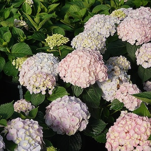 Wee Bit Innocent Bigleaf Hydrangea - 4" pot - Proven Winners