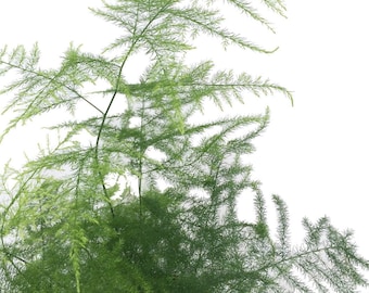 Fern Leaf Plumosus Asparagus Fern - 2.5" Pot - Live Plant