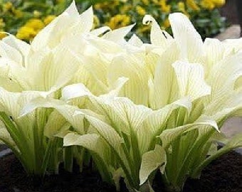 White Feather Hosta - Unbelievable/Rare - 1 Bareroot - Grown/Shipped by Hirt's Gardens