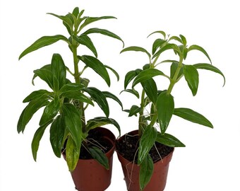 Goldfish Plants-2 Plants in 3" Pots- Blooms Frequently-Easy to Grow House Plant