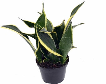 Compact Black Gold Snake Plant -Sanseveria- Impossible to kill! - 6" Pot