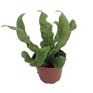Crispy Wave Fern- 2.5" Pot- Asplenium- Clean Air Machine
