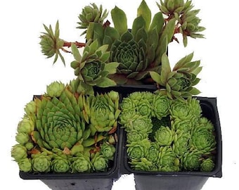 Hens & Chicks Collection 3 Live Plants -Sempervivum - Indoors or Out - 3" Pots