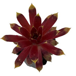 Chick Charms® Gold Mine - Sempervivum - 2.5&quot; Pot