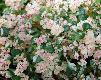 Confetti Fern - Pilea microphlla - Terrarium/Fairy Garden/House Plant - 2.5" Pot