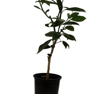 Glen Navel Orange Citrus Tree - 5" Pot- Indoors/Out - No Ship to Tx,Fl,Az,Ca,La,Hi - 5" Pot