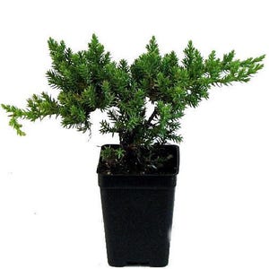 Japanese Juniper Bonsai Starter Tree - 2.5" Pot