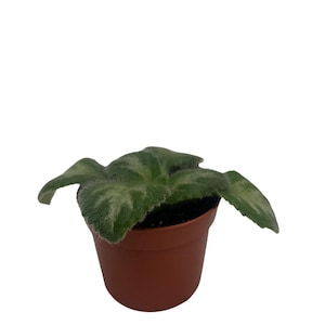 JV's Ace Asian Violet - Primulina - 2.5" Pot - Collector's Series