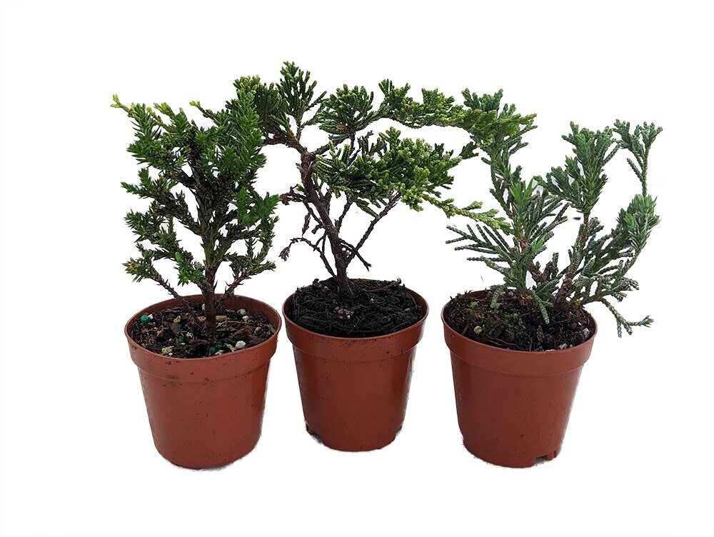 Zen Living Bonsai Assortment - 3 Plants 2" Pots