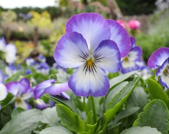 Penny Purple Picotee Viola - 25 Seeds