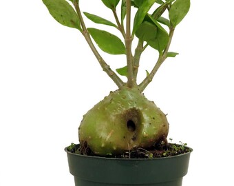 Bulbophyllum Moniliforme Micro Mini Orchid - Etsy