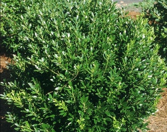 Shamrock Inkberry Holly - 4" pot - Ilex glabra