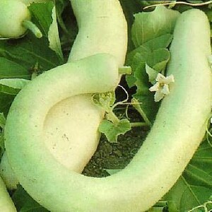 Italian Edible Squash 15 Seeds - Cucuzzi - Veggie