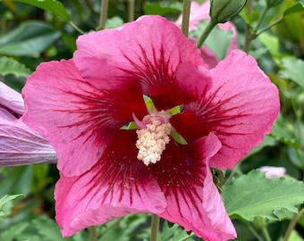 Red Pillar Rose of Sharon - Hibiscus syriacus - Proven Winners - 4" Pot