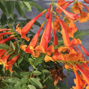 CHICKLET® Orange Trumpet Bush - Tecoma fulva - Proven Winners - 4" Pot