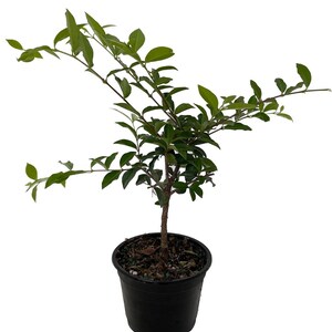 Barbados Cherry Plant - Malpighia emarginata - Indoors/Out - 4" pot