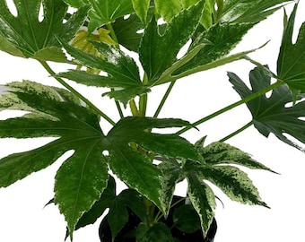 Variegated Fatsia japonica 'Variegata' - Japanese Aralia - Indoor - 6" Pot