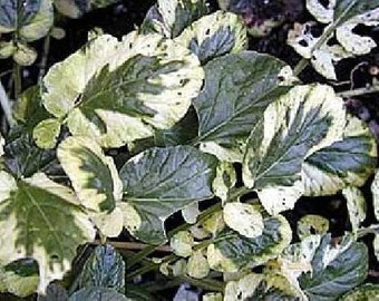 Cream & Green Winter Cress 15 Seeds - Herb