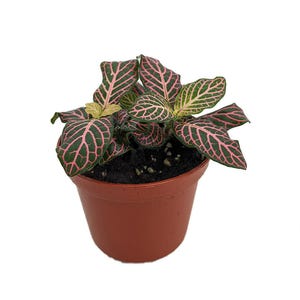 Mini Pink Veined Nerve Plant - Fittonia - Easy House Plant - 2.5&quot; Pot