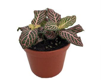 Mini Pink Veined Nerve Plant - Fittonia - Easy House Plant - 2.5&quot; Pot