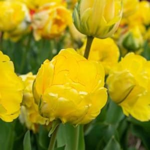 May include: A field of vibrant yellow tulips with multiple layers of soft, rounded petals. Each flower sits atop a sturdy green stem, surrounded by lush green leaves. The blooms display a bright, saturated yellow hue with subtle hints of green.