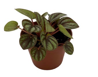 Peacock / Piccolo Banda Peperomia - Peperomia albovittata - 2.5" Pot
