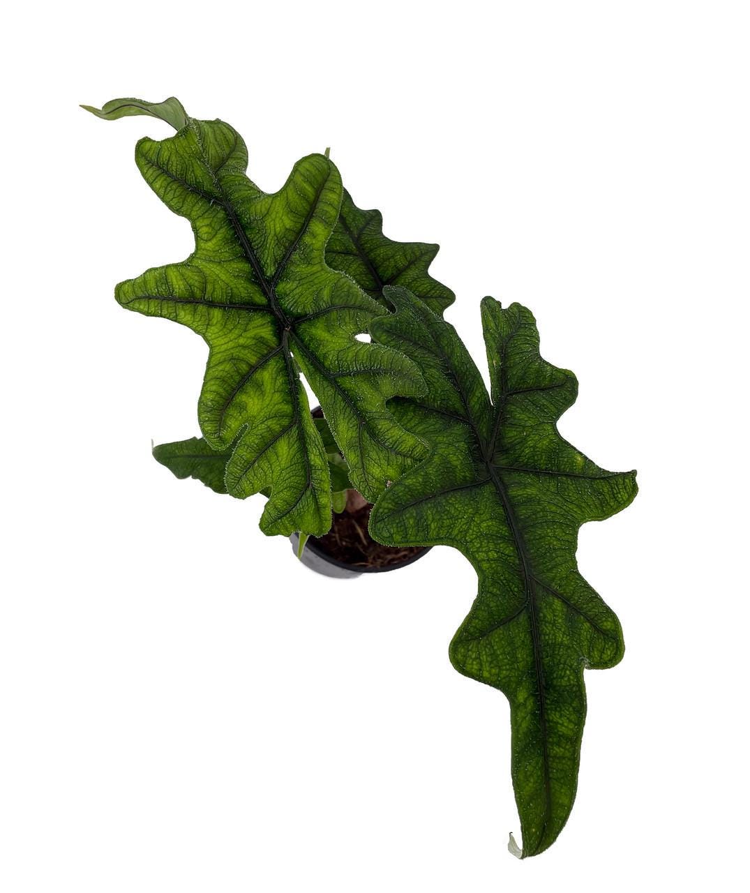 Jacklyn Alocasia tandurusa - 4" Pot - Collector's Series
