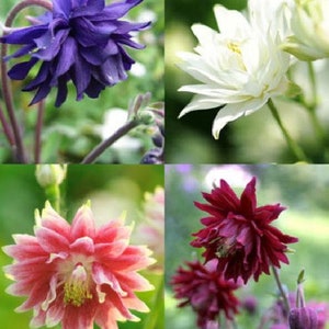 Barlow Mix Columbine - Aquilegia- Shade Perennial - 40 Seed