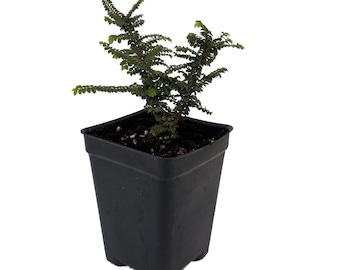 Hokkaido Dwarf Chinese Elm - Ulmus parvifolia - 2.5" Pot - Fairy Garden/Bonsai