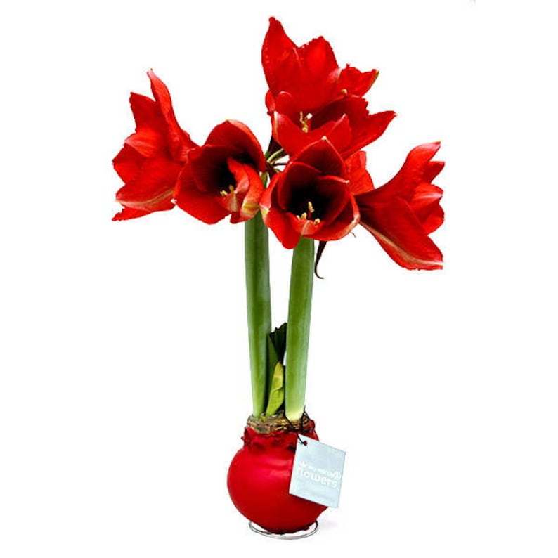Waxed Amaryllis Bulb Gift Box Red Amazing No Soil/Water Etsy