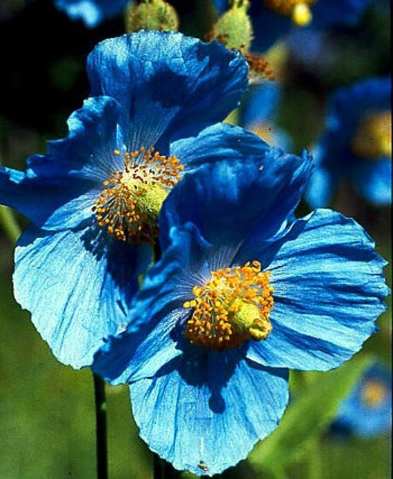 Himalayan Blue Poppy 20 Seeds Meconopsis