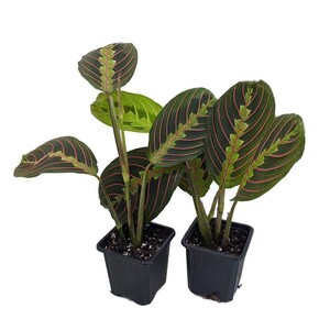 Hirt's Red Prayer Plant - 2 Pack - Maranta - Easy to Grow House Plant - 3" Pots