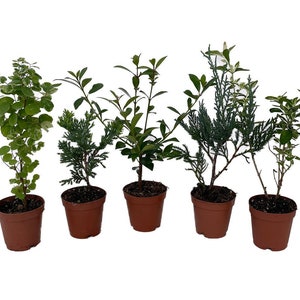 Zen Living Bonsai Assortment - 5 Plants 2" Pots
