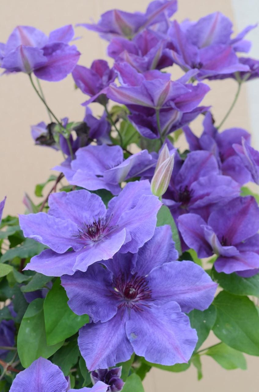 Ravel Clematis Vine Perennial - 2.5" Pot