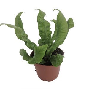Crispy Wave Fern- 2.5&quot; Pot- Asplenium- Clean Air Machine