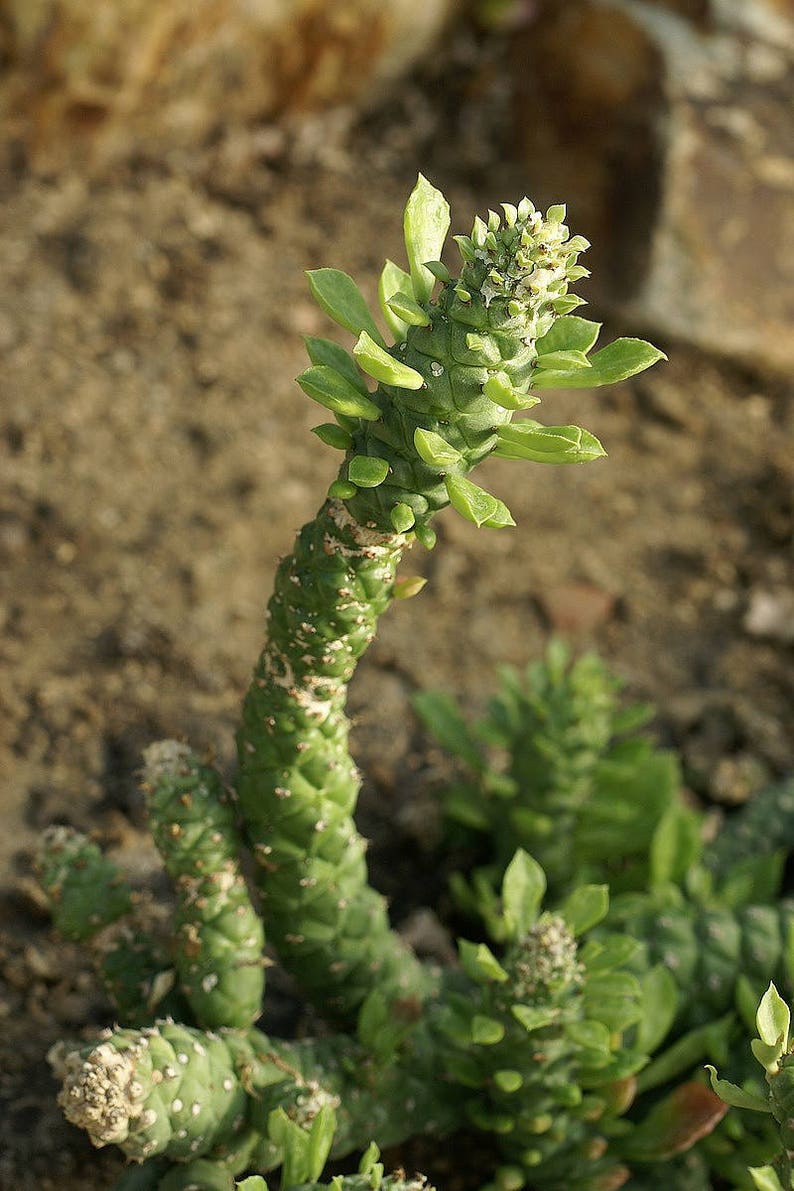 4 Pot Easy to grow! Creeping Cactus Euphorbia guentheri